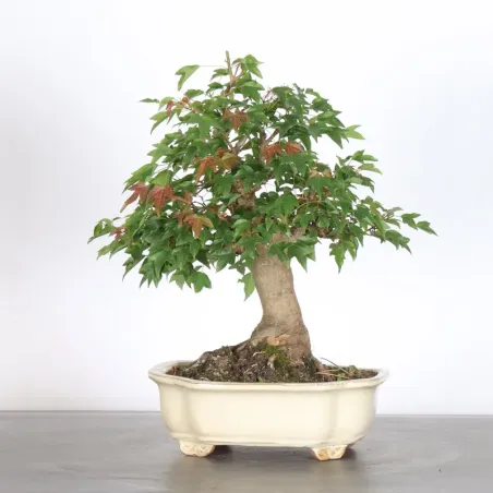 Bonsai Erable Burger AB-6-1