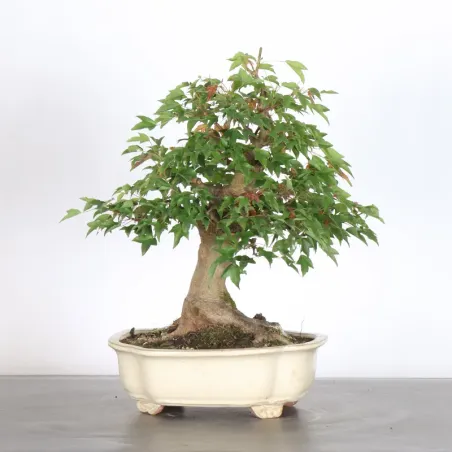 image supplémentaire - érable "acer buergerianum" 6-1