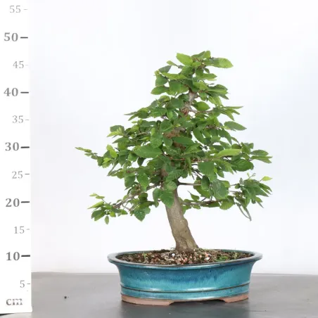 image supplémentaire - CHARME "Carpinus" 3-4