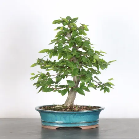 CHARME "Carpinus" 3-4