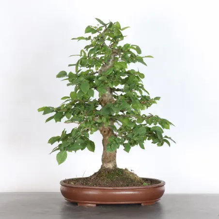 CHARME "Carpinus" 3-18
