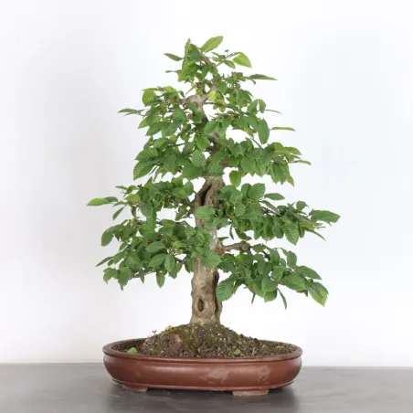 image supplémentaire - CHARME "Carpinus" 3-18