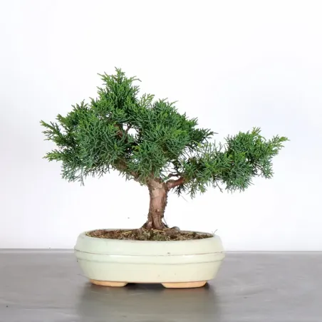 JUNIPER "JUNIPERUS KISHU" 1-19