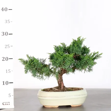 image supplémentaire - JUNIPER "JUNIPERUS KISHU" 1-19