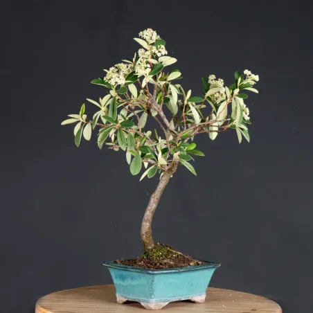 Bonsai Cotoneaster Microphylla