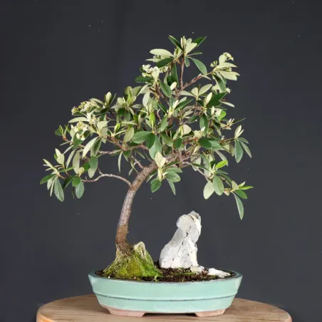 Bonsai Cotoneaster Microphylla