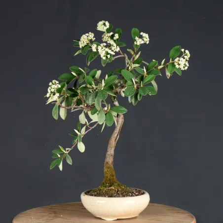 Bonsai Cotoneaster Microphylla