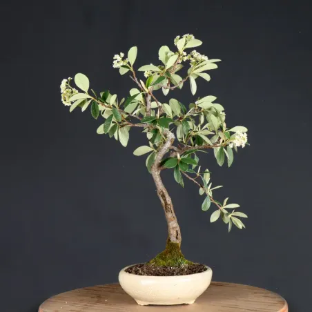image supplémentaire - PARNEY COTONEASTER 1-5