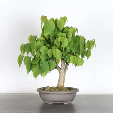 BONSAI LINDEN "TILIA" 1-14