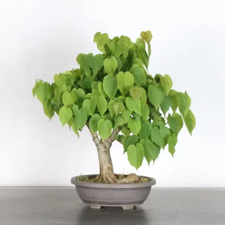 image supplémentaire - BONSAI LINDEN "TILIA" 1-14