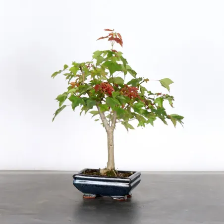 Maple "acer buergerianum" 6-4
