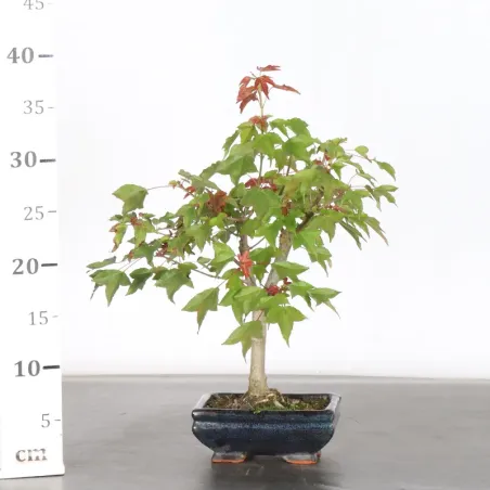 image supplémentaire - érable "acer buergerianum" 6-4