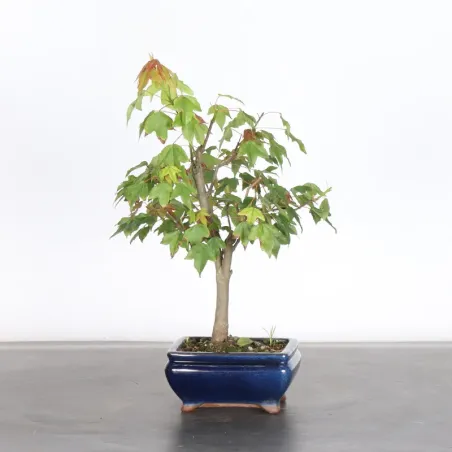 Bonsai Erable Buerger AB-6-5