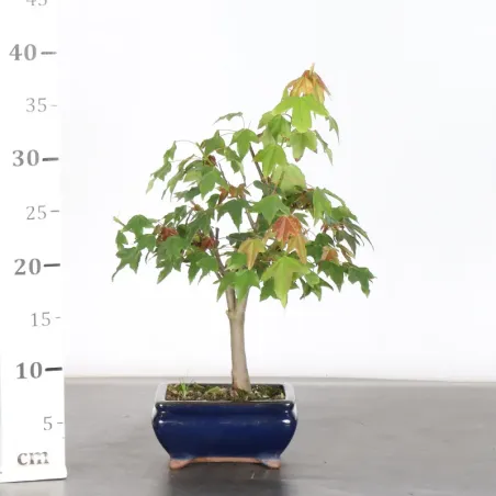 image supplémentaire - érable "acer buergerianum" 6-5