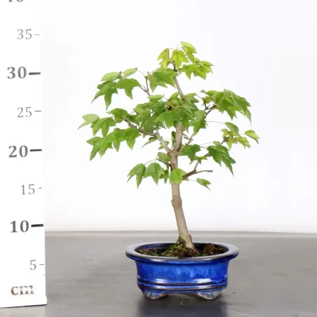 image supplémentaire - érable "acer buergerianum" 6-6