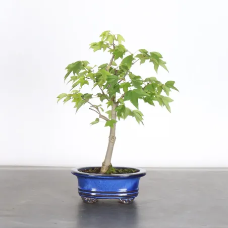 Bonsai Erable Burger AB-6-6