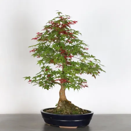 érable rouge du japon "acer deshojo" 1-24