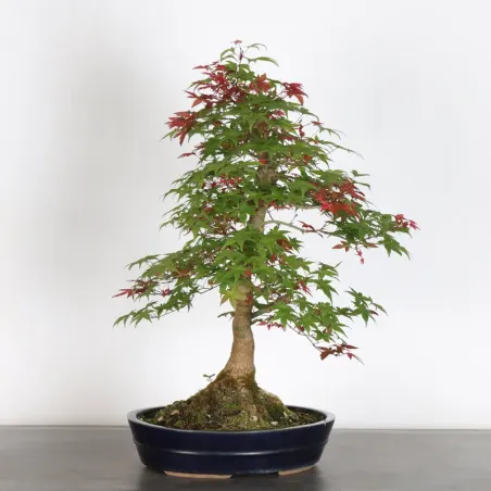 image supplémentaire - érable rouge du japon "acer...