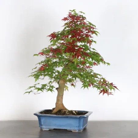 JAPANESE RED MAPLE "ACER DESHOJO" 4-10
