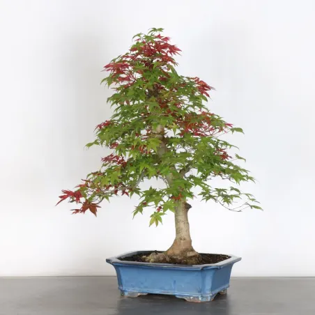 image supplémentaire - ÉRABLE ROUGE DU JAPON "ACER...