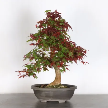 image supplémentaire - érable du japon "acer...