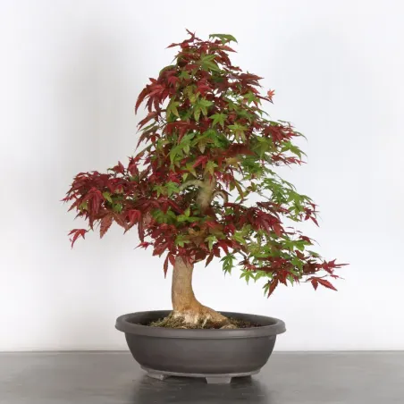 Bonsai Acer Deshojo AD-2-8