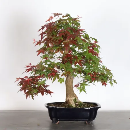 Bonsai Acer Deshojo AD-3-6