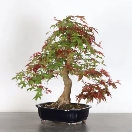 image supplémentaire - ÉRABLE ROUGE DU JAPON "ACER...