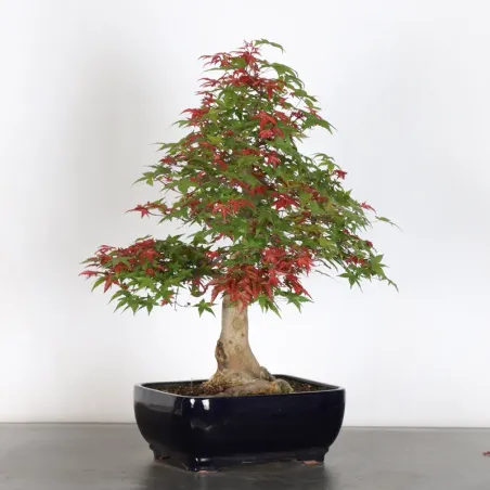 Bonsai Acer Deshojo AD-3-4