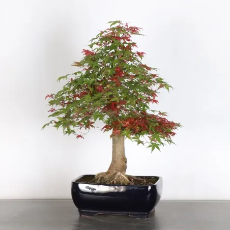 image supplémentaire - ÉRABLE ROUGE DU JAPON "ACER...