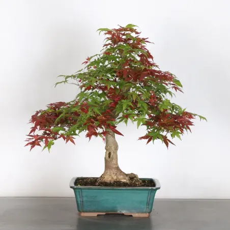 JAPANESE RED MAPLE "ACER DESHOJO" 2-16
