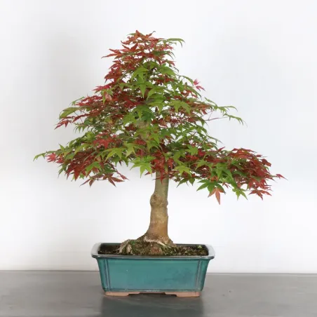 image supplémentaire - ÉRABLE ROUGE DU JAPON "ACER...