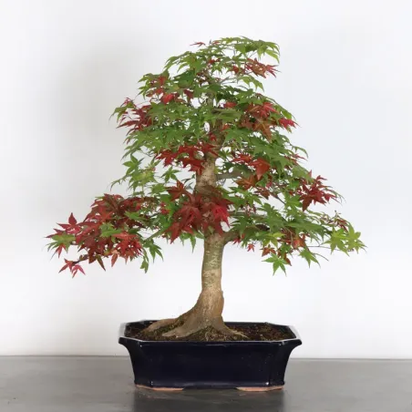 image supplémentaire - érable rouge du japon "acer...