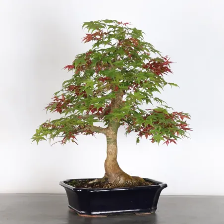 érable rouge du japon "acer deshojo" 1-21