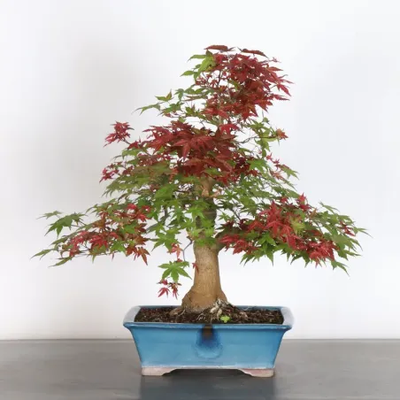 image supplémentaire - ÉRABLE ROUGE DU JAPON "ACER...