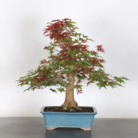 JAPANESE RED MAPLE "ACER DESHOJO" 2-11