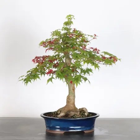 ÉRABLE ROUGE DU JAPON "ACER DESHOJO" 1-17