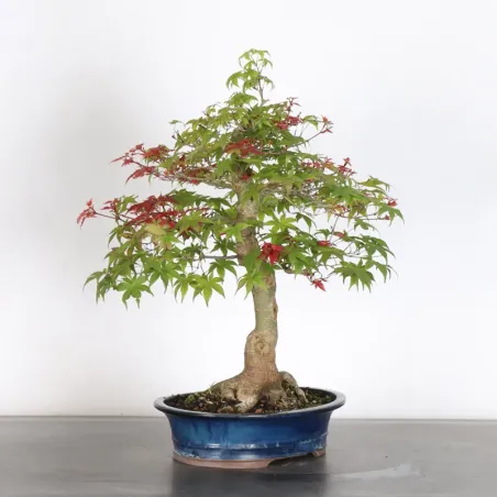image supplémentaire - ÉRABLE ROUGE DU JAPON "ACER...