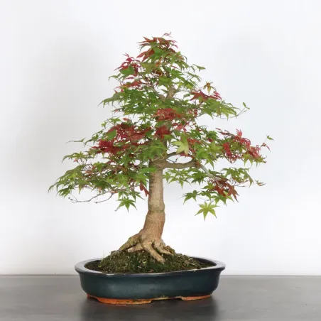 image supplémentaire - ÉRABLE ROUGE DU JAPON "ACER...