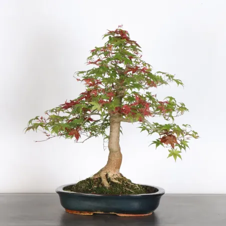 Bonsai Acer Deshojo AD-2-6