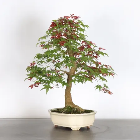 ÉRABLE ROUGE DU JAPON "ACER DESHOJO" 1-19