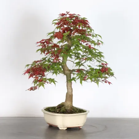 image supplémentaire - ÉRABLE ROUGE DU JAPON "ACER...