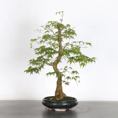ÉRABLE ROUGE DU JAPON "ACER DESHOJO" 1-13