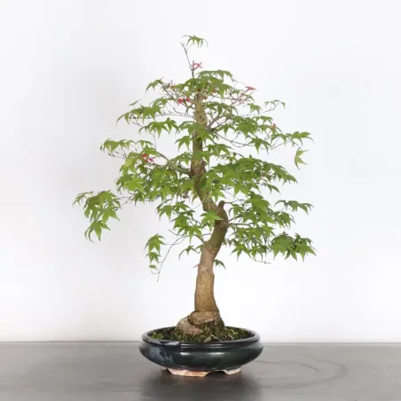 image supplémentaire - ÉRABLE ROUGE DU JAPON "ACER...