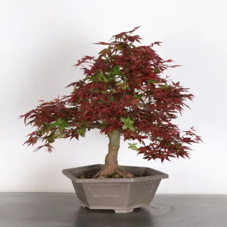 image supplémentaire - ÉRABLE ROUGE DU JAPON "ACER...