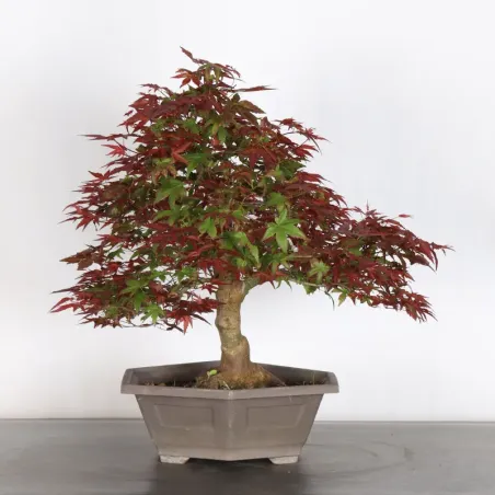 Bonsai Acer Deshojo AD-2-7
