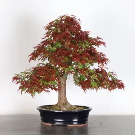 Bonsai Acer Deshojo AD-1-3