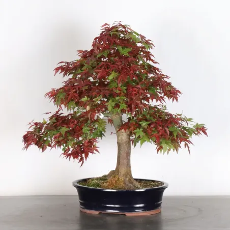 image supplémentaire - érable rouge du japon "acer...