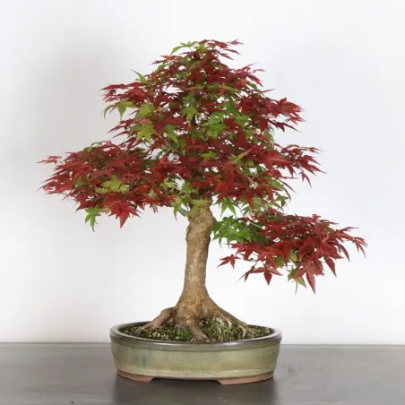 image supplémentaire - ÉRABLE ROUGE DU JAPON "ACER...