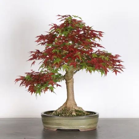 Bonsai Acer Deshojo AD-2-4